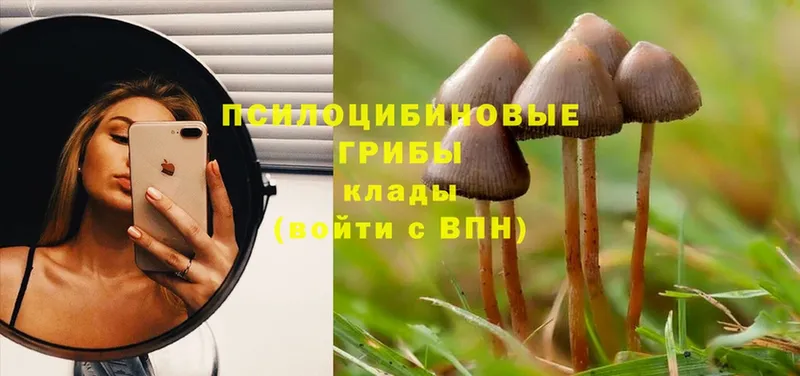 Псилоцибиновые грибы Cubensis  Бугульма 